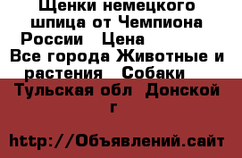 Щенки немецкого шпица от Чемпиона России › Цена ­ 50 000 - Все города Животные и растения » Собаки   . Тульская обл.,Донской г.